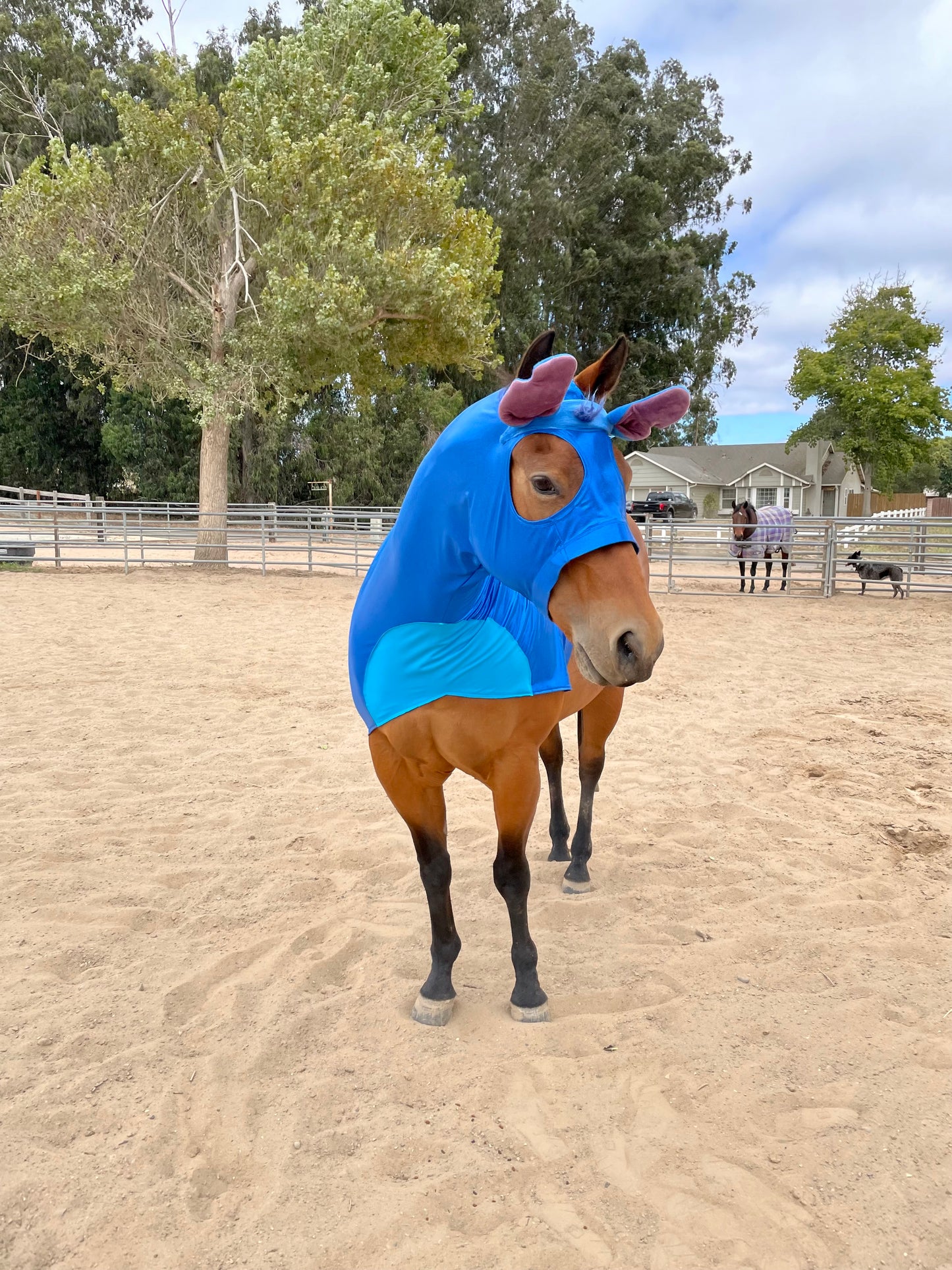 Stitch Horse Costume