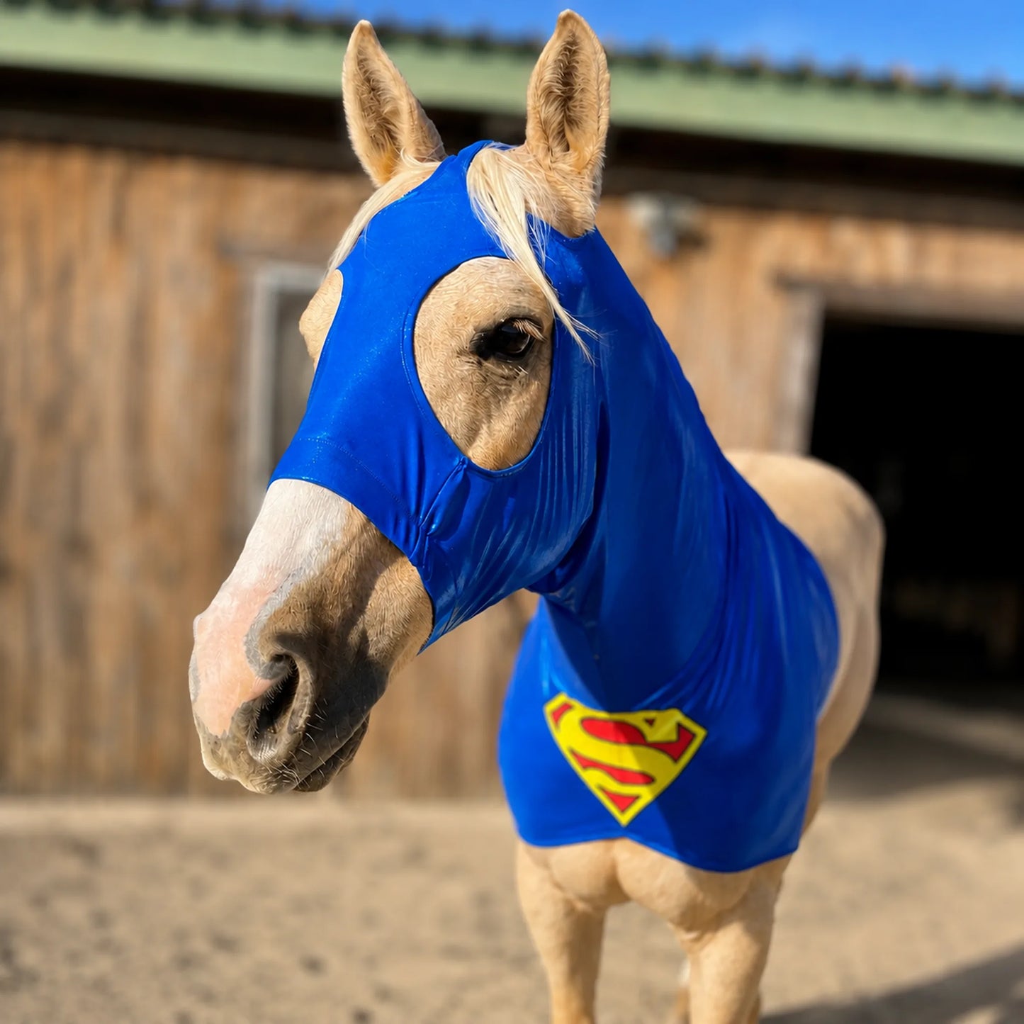 Horse wearing a metallic blue Superman sleazy costume horse in front of a wooden stable.