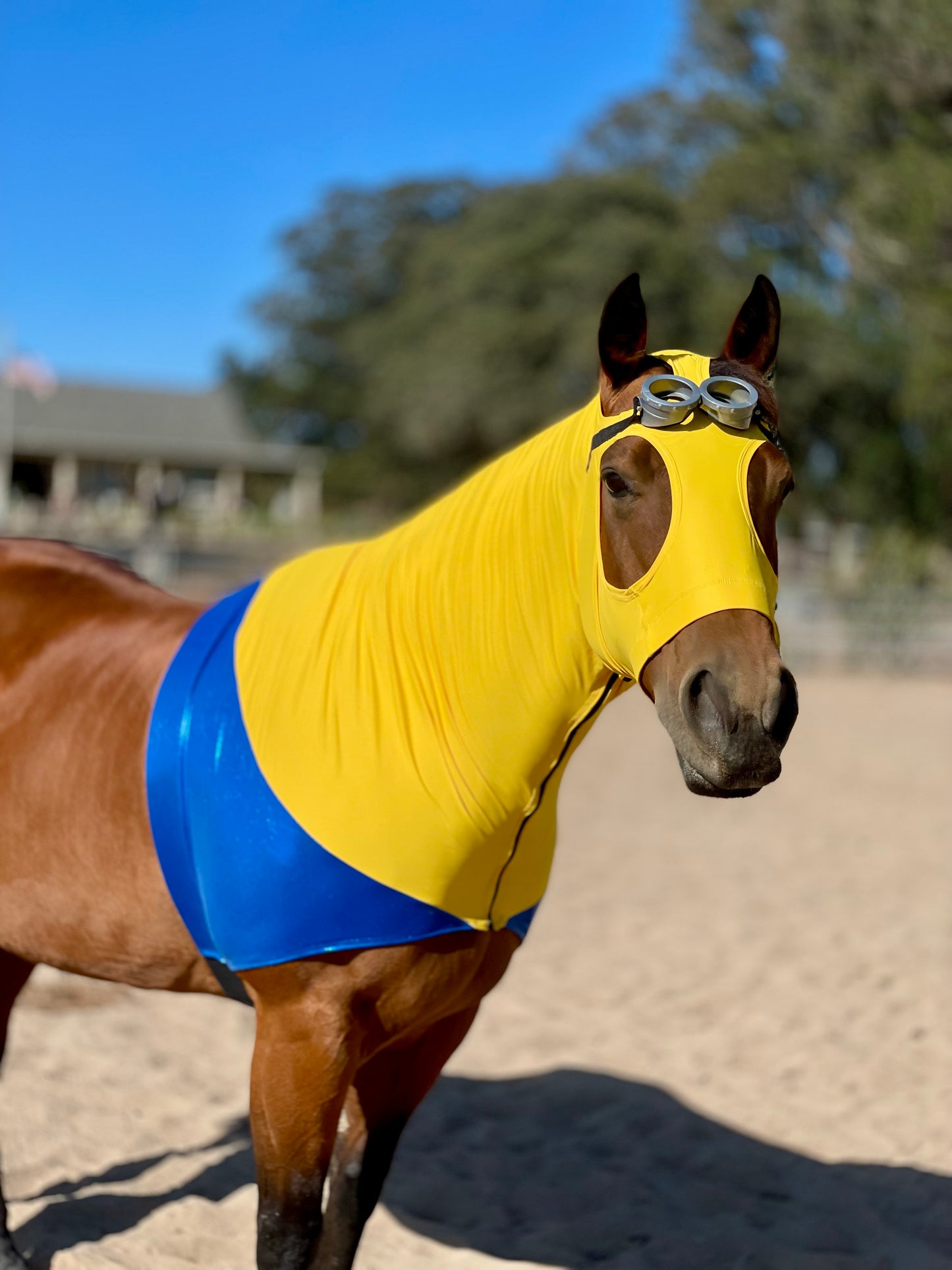 Minions Horse Costume