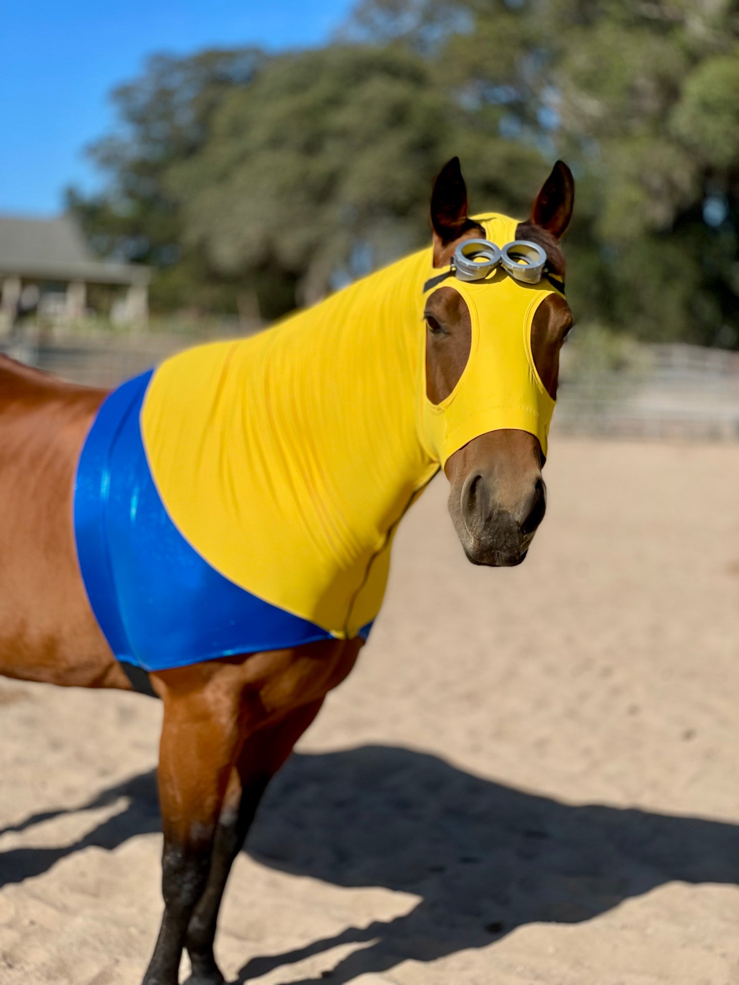 Minions Horse Costume