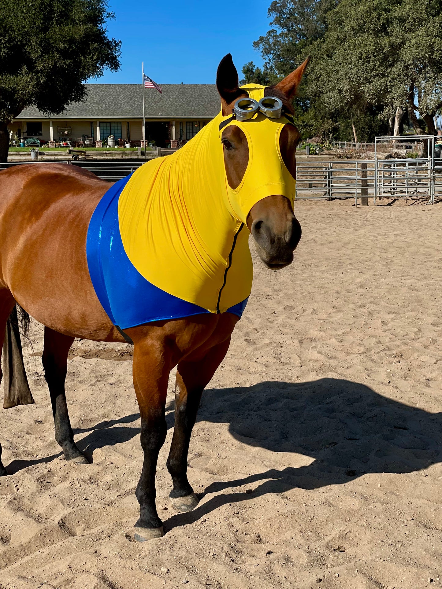 Minions Horse Costume