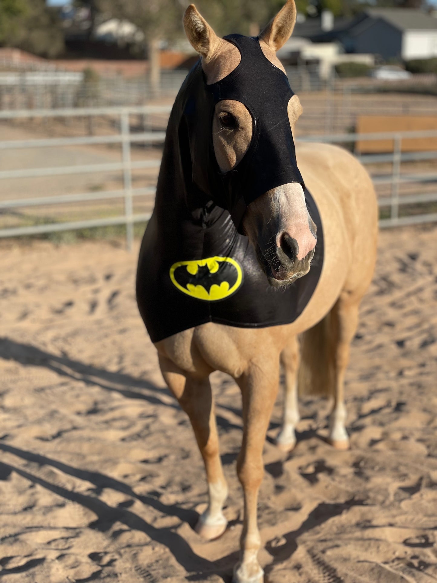 Batman Horse Costume