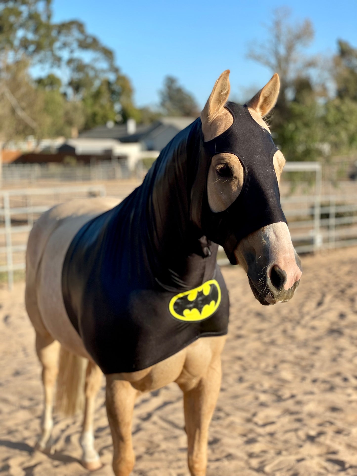 Batman Horse Costume