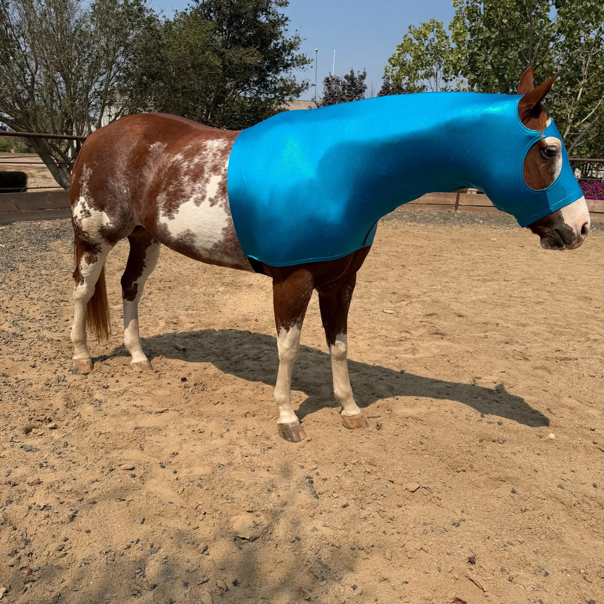 A brown and white horse standing in a sandy outdoor paddock, wearing a metallic teal blue horse hood sleazy that covers its neck, head, and body.