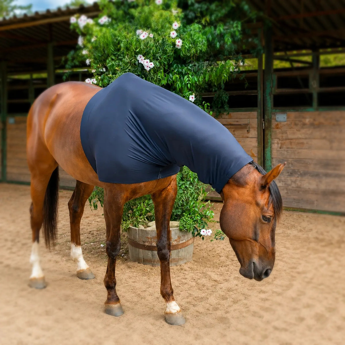 Horse wearing a superflex faceless sleazy hood in an outdoor stable area.