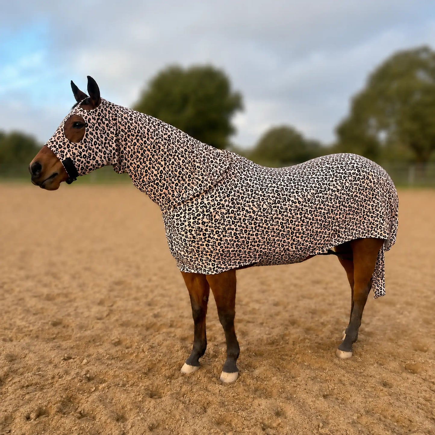 A horse standing in a sandy outdoor paddock wearing a fitted horse full body sleazy.