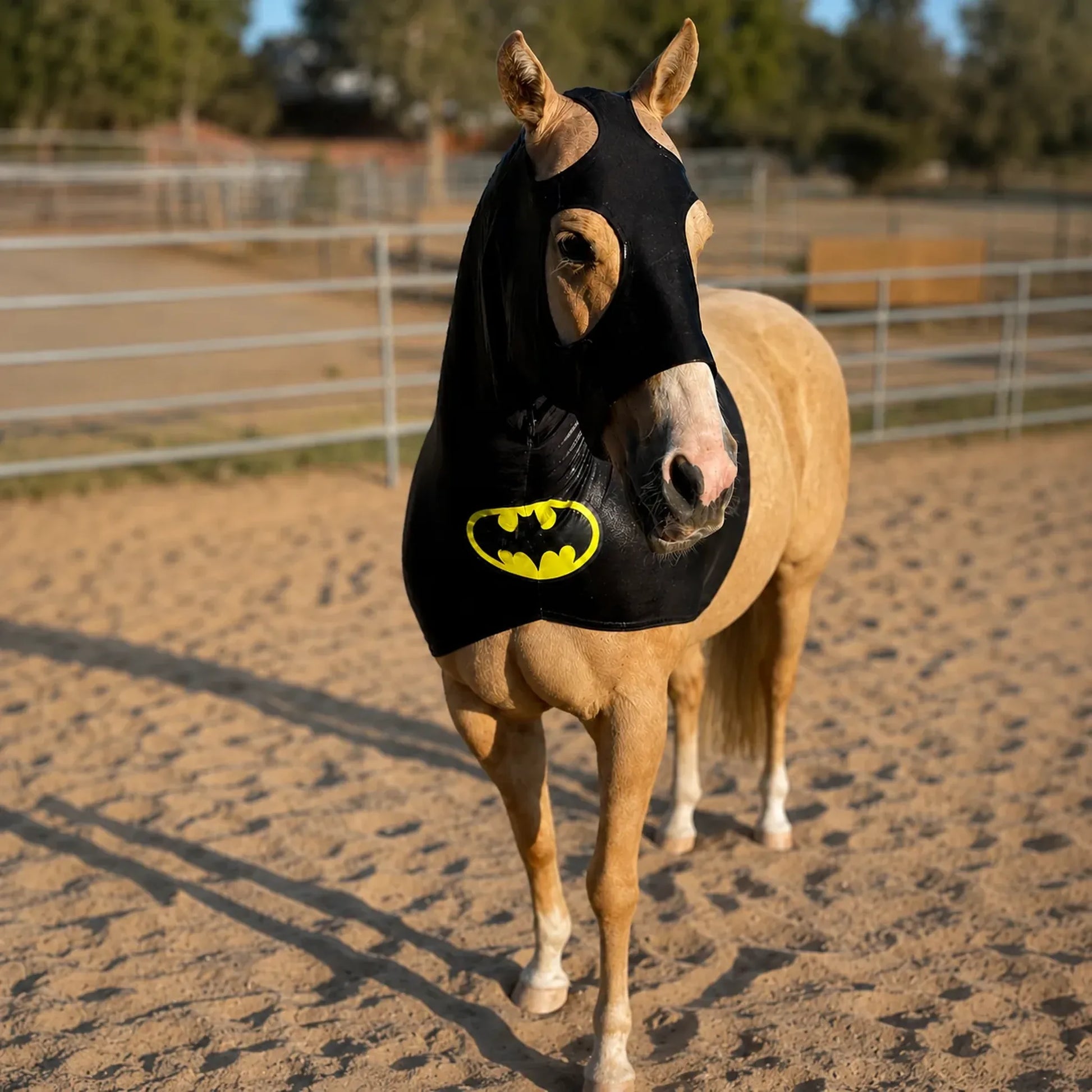 Horse wearing a black hood sleazy with a Batman logo in an outdoor setting