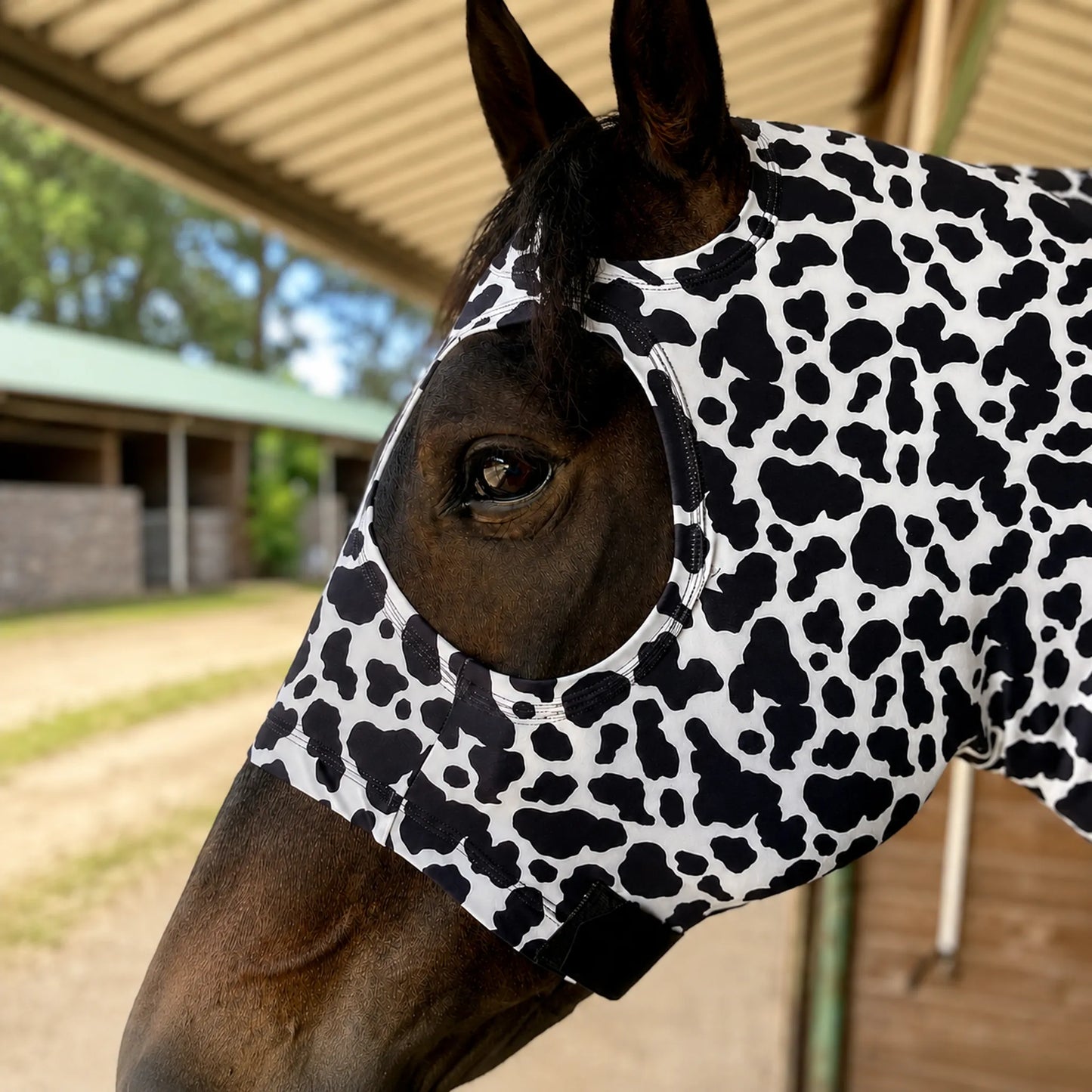 Horse wearing a black and white cow print  costume hood sleazy in an outdoor setting.