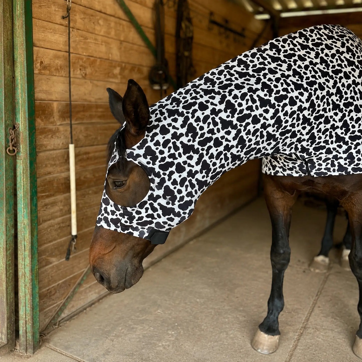 Horse wearing a black and white cow print costume hood sleazy in a stable.