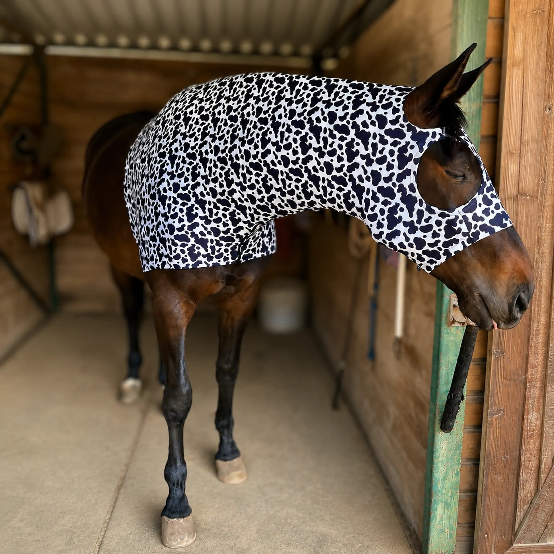 Horse wearing a black and white cow hood sleazy costume in a stable.