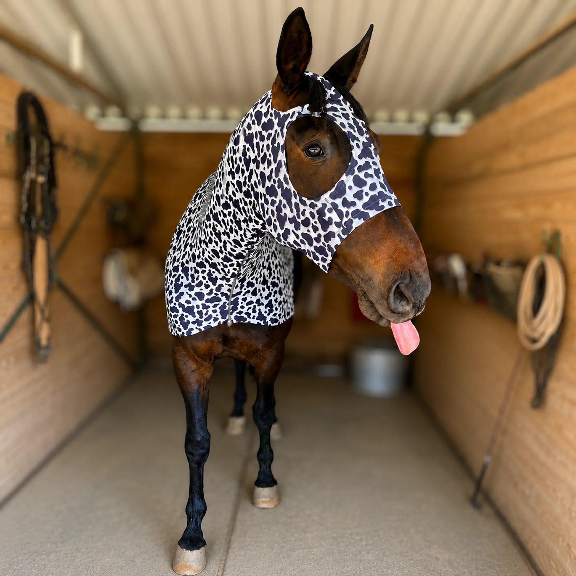Horse wearing a cow print costume hood sleazy in a stable