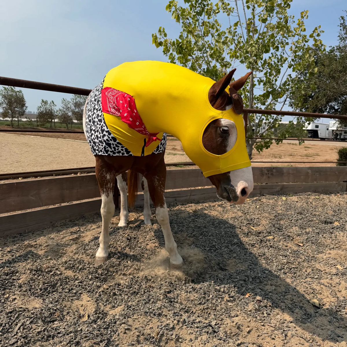 A horse wearing a bright yellow hood outfit with a circular face opening, black-and-white patterned shorts, and a red bandana, standing in a gravel outdoor enclosure.