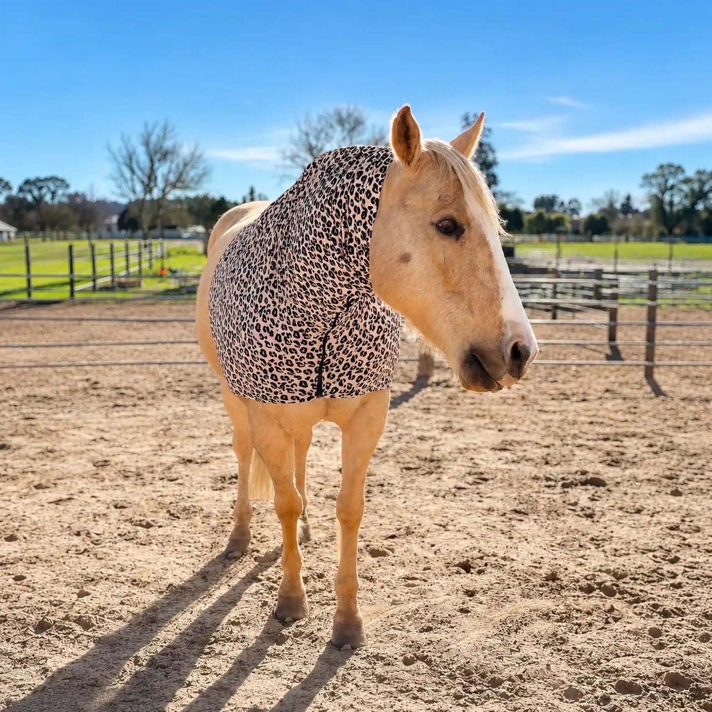 Horse wearing a leopard print faceless hood in an outdoor setting