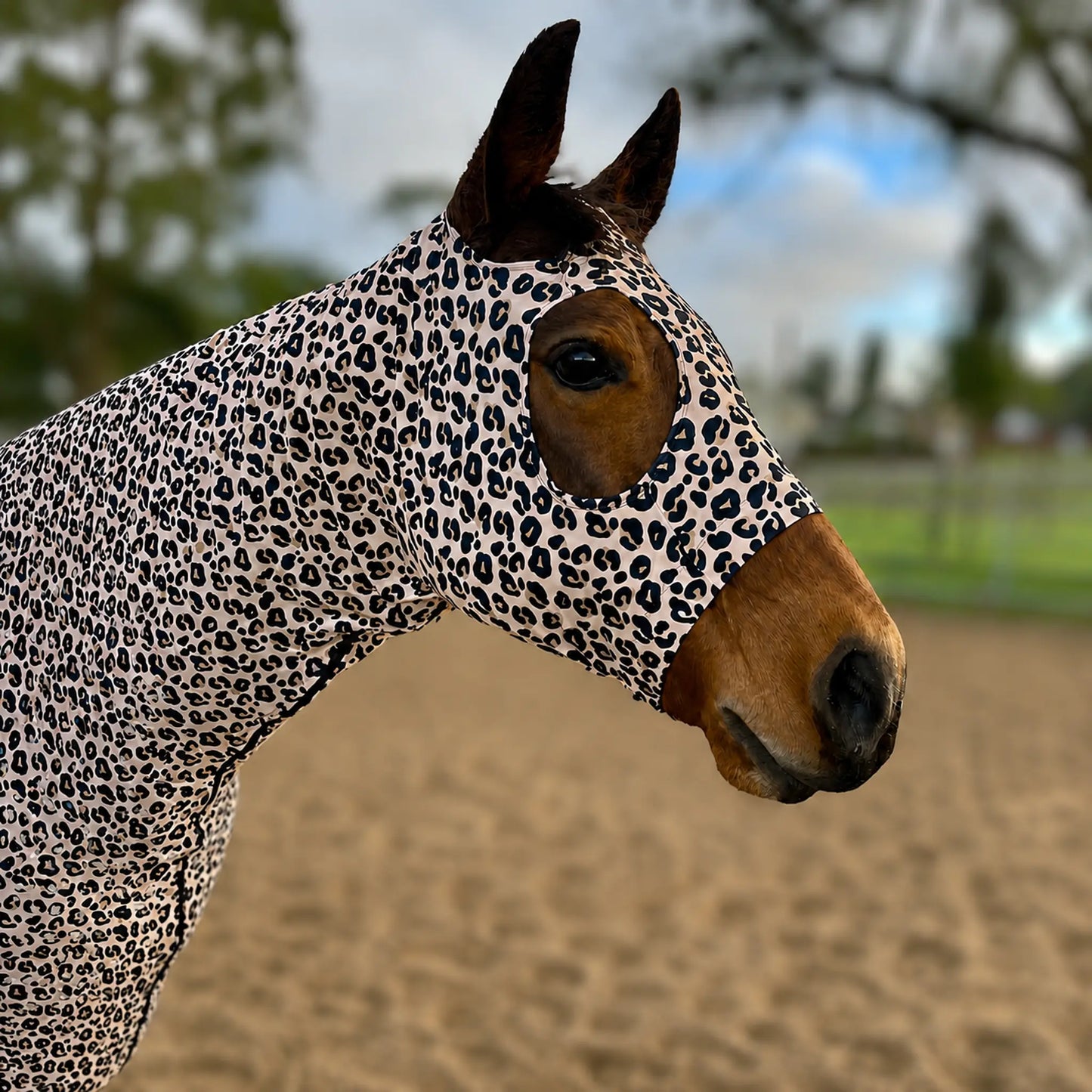 A close-up of a horse wearing a leopard-print sleazy hood in an outdoor arena with sand and trees in the background.