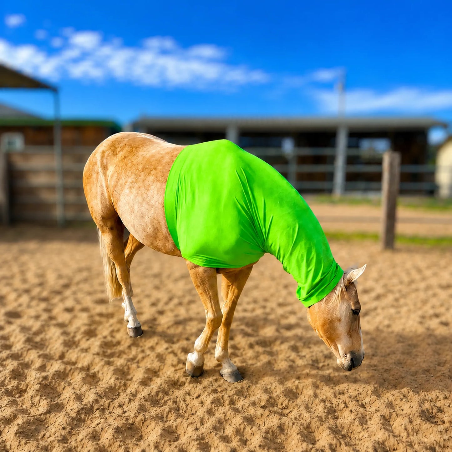 A light brown horse standing in a sandy arena wearing a bright metallic green horse faceless sleazy hood, with a blurred barn and blue sky in the background.