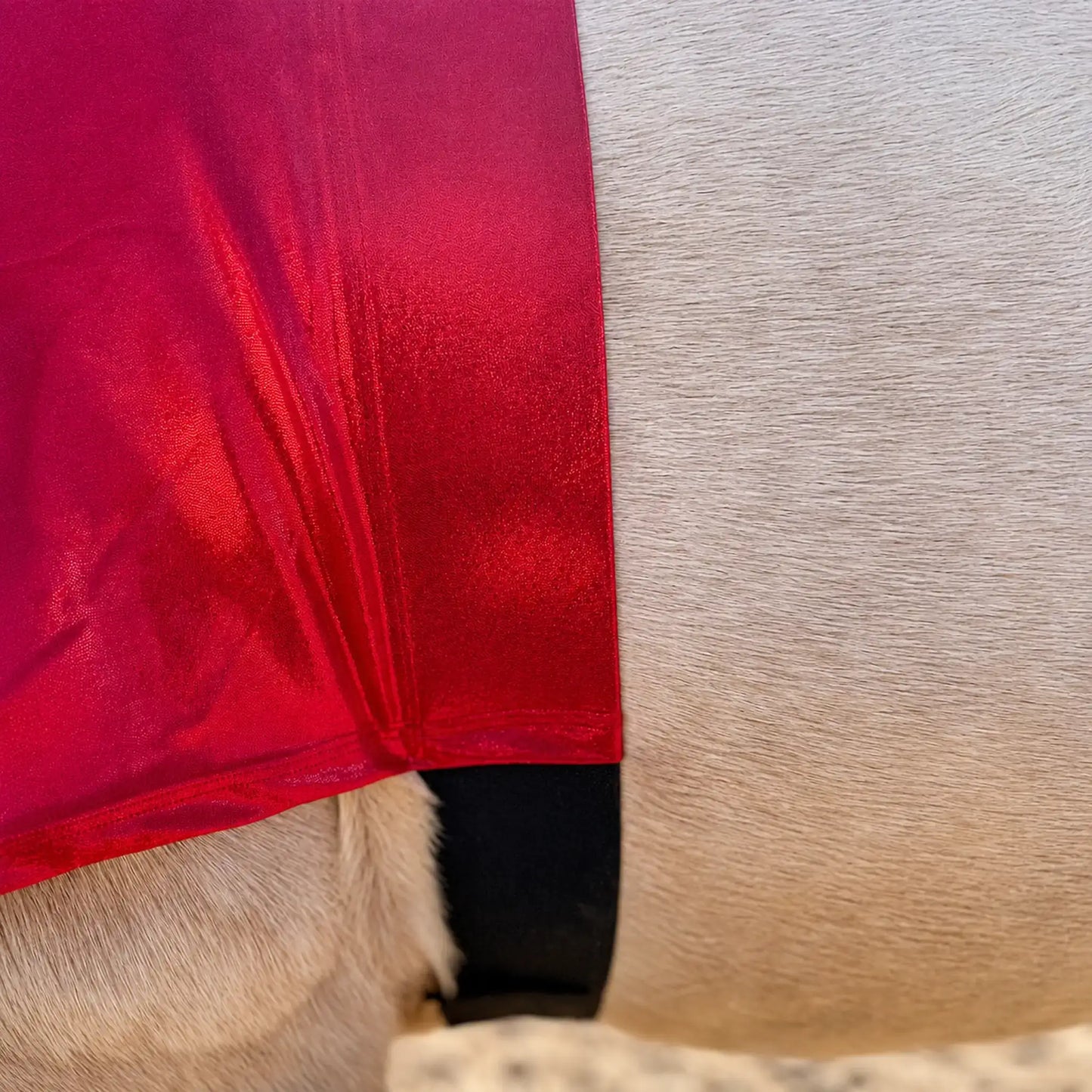 Close-up of a red faceless sleazy hood belly on a horse