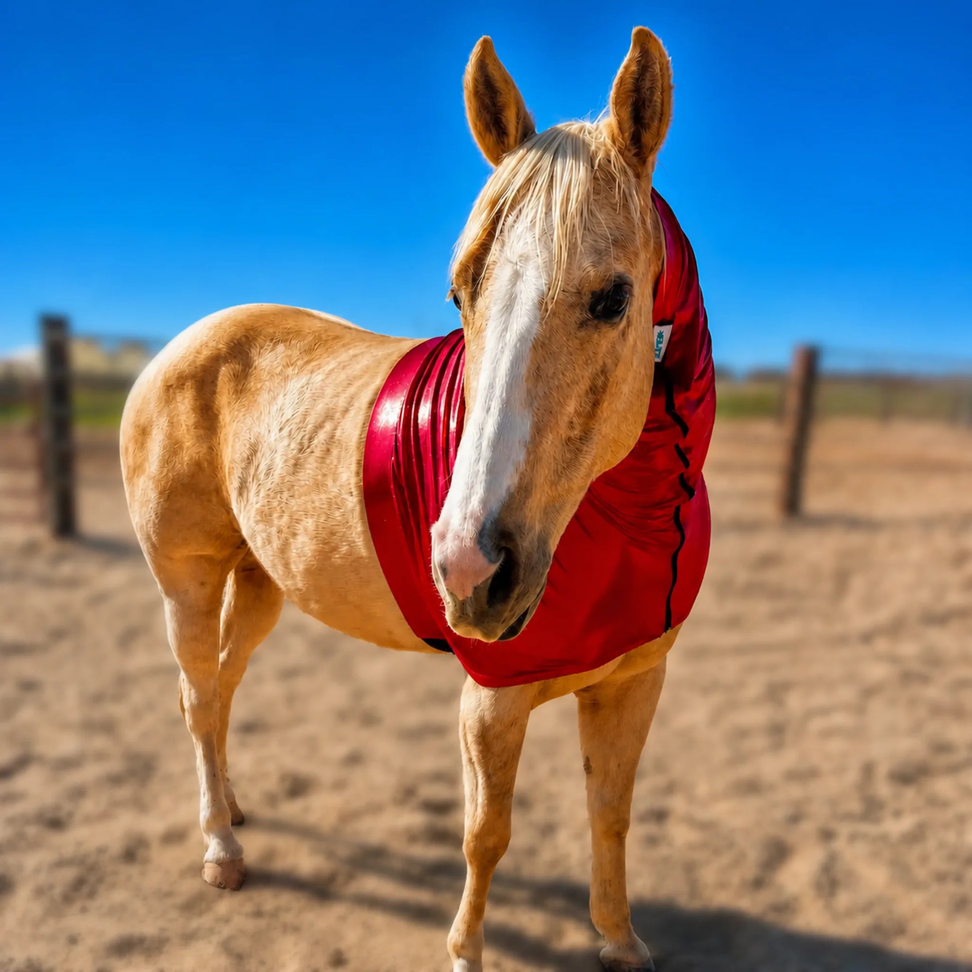 A light tan horse standing in a sandy arena under a bright blue sky, wearing a shiny metallic red faceless hood horse sleazy.