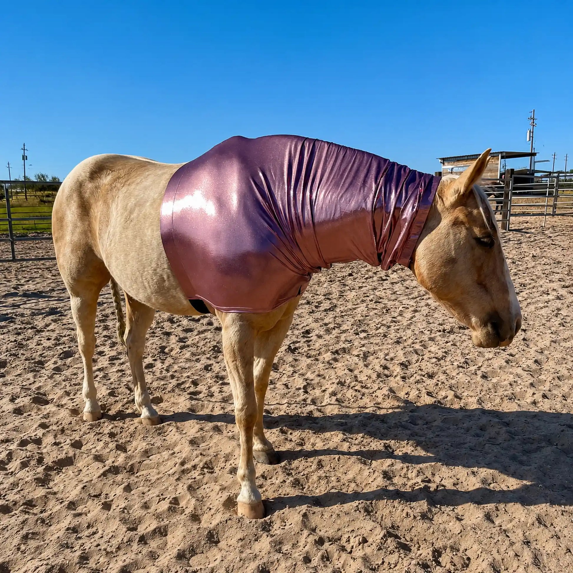 Horse wearing a metallic rose faceless sleazy hood on a sandy ground with a clear blue sky.