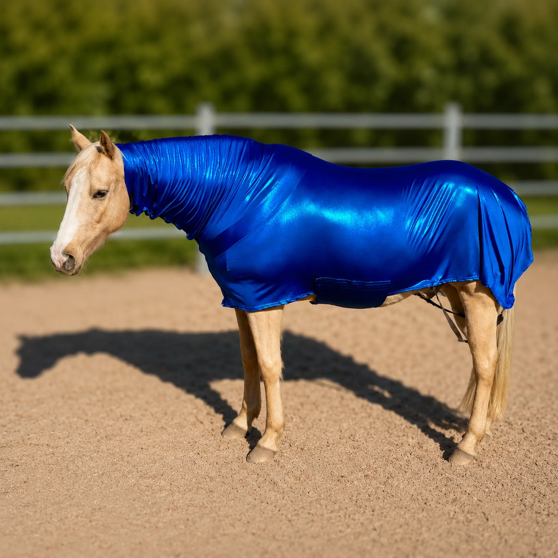 metallic royal blue faceless full body sleazy horse full view of horse standing in arena 