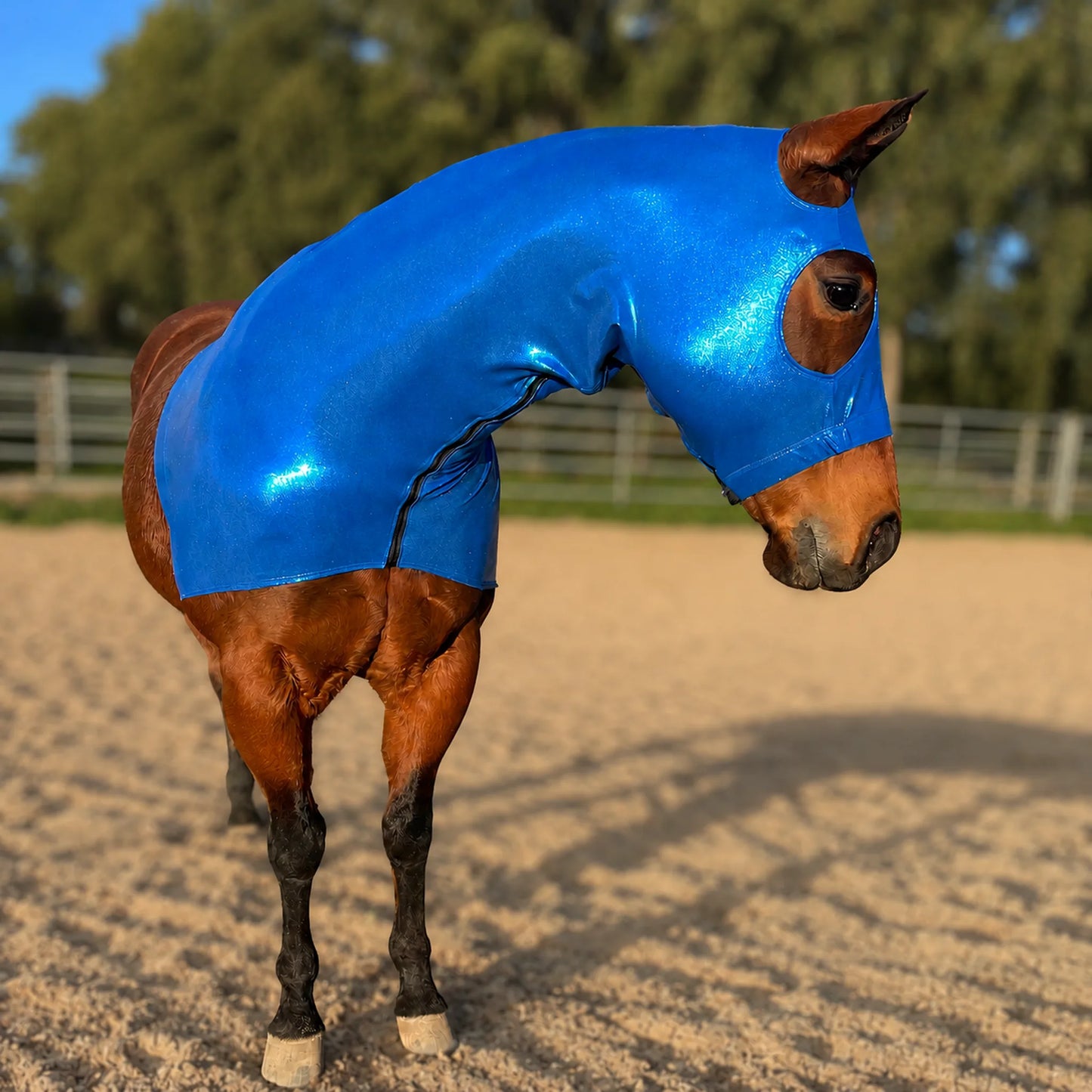 A brown horse standing in a sandy outdoor arena wearing a shiny metallic blue horse sleazy hood that covers its neck, head, and upper body.