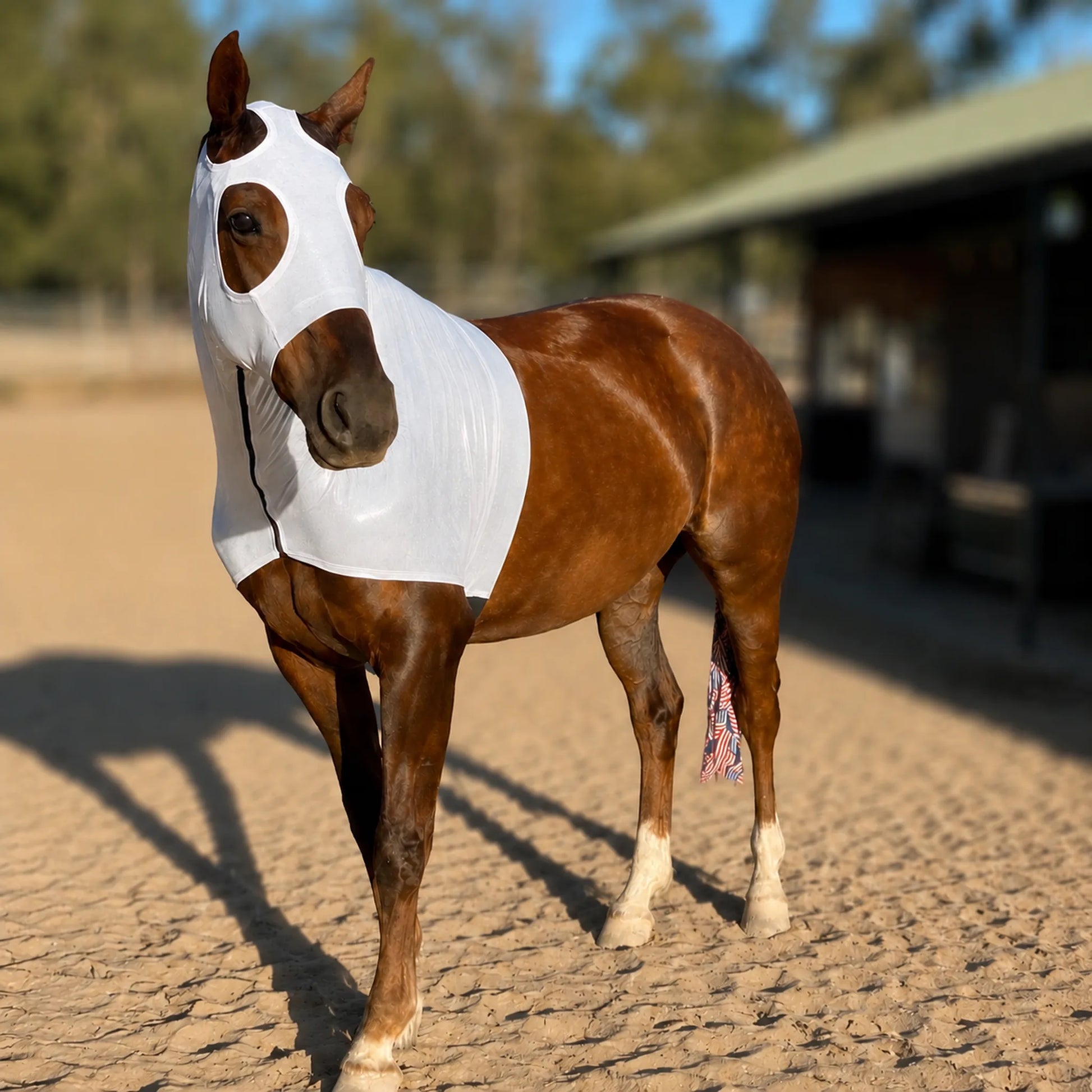 A brown horse standing in a sandy outdoor stable wearing a shiny silver metallic hood front view.