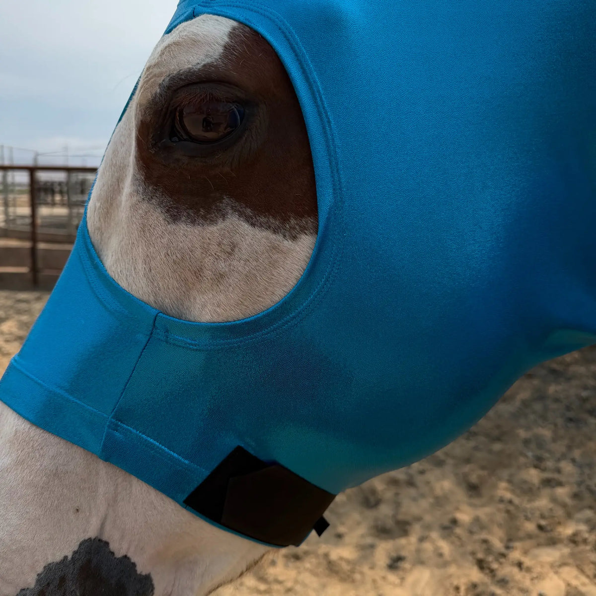 A close-up of a horse wearing a metallic blue sleazy hood in an outdoor paddock.