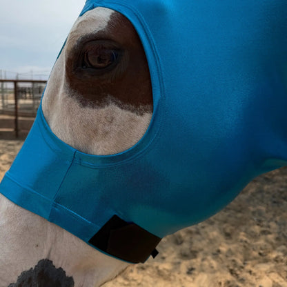 A close-up of a horse wearing a metallic blue sleazy hood in an outdoor paddock.