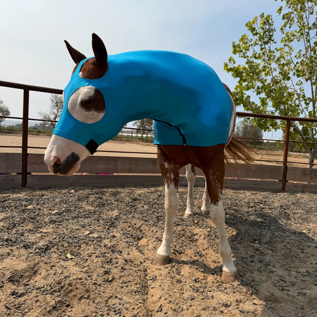 A brown and white paint horse wearing a metallic teal blue horse sleazy hood, standing in a dirt paddock with a fence and trees in the background.
