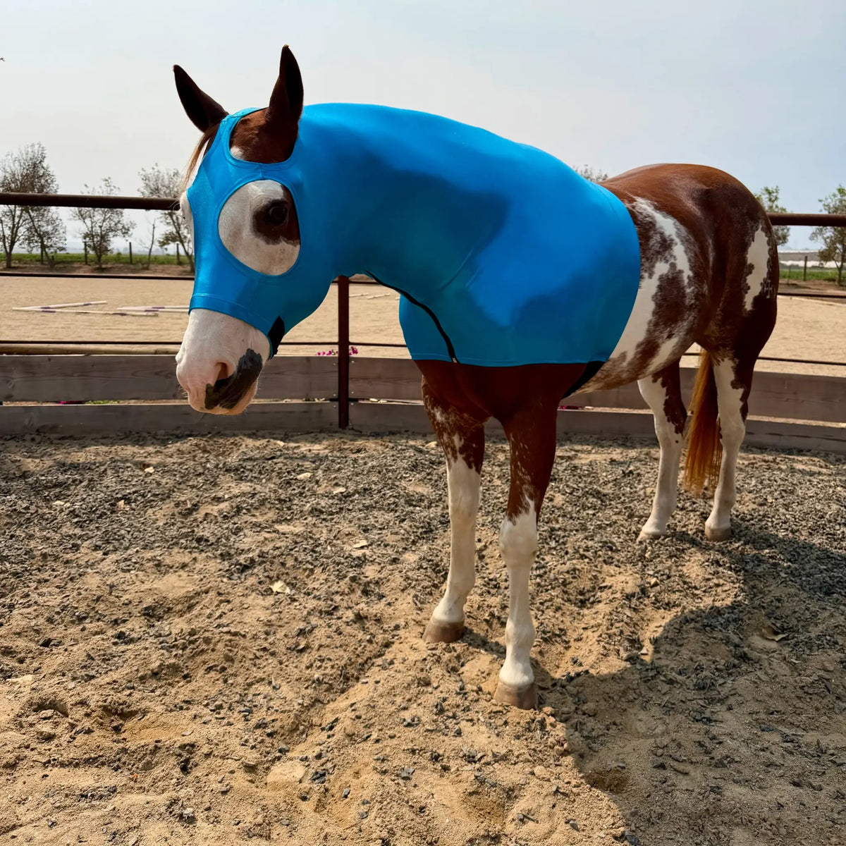 A brown and white pinto horse standing in a sandy outdoor area, wearing a metallic teal blue fitted horse hood sleazy.