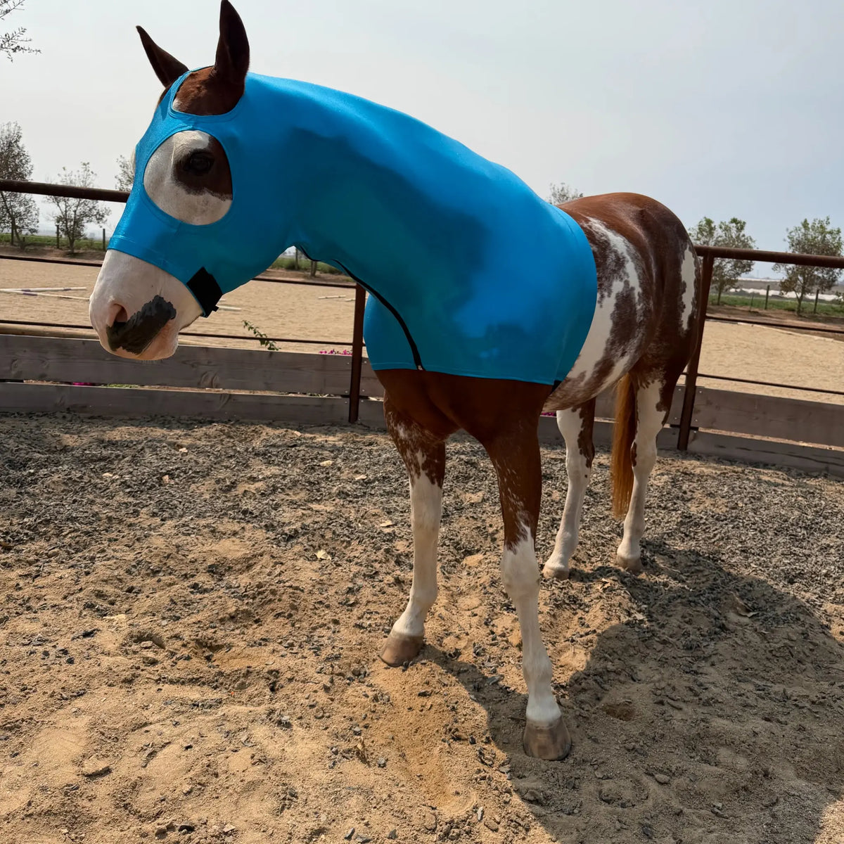 A horse standing in an outdoor area wearing a metallic teal blue hood sleazy.