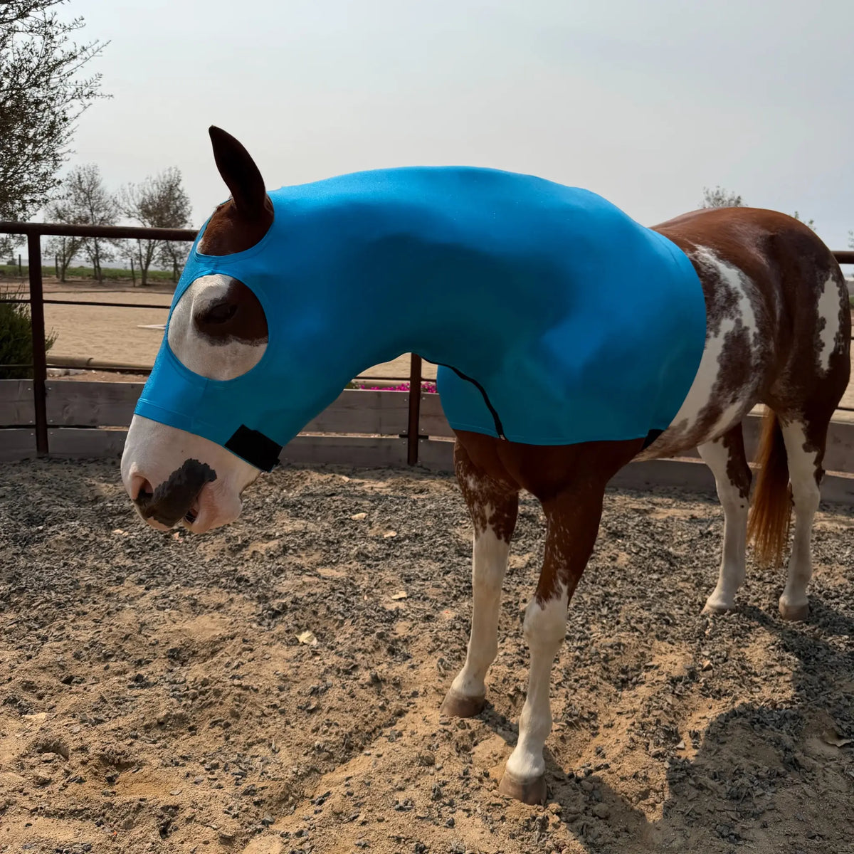 A brown and white pinto horse wearing a metallic teal blue protective sleazy hood, standing in a dirt paddock with a fence in the background.