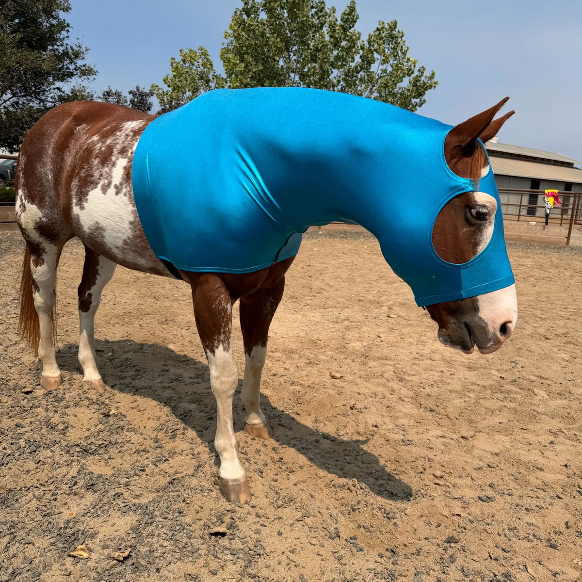 A brown and white paint horse standing in a dirt paddock wearing a metallic teal blue horse sleazy hood that covers its head and neck.