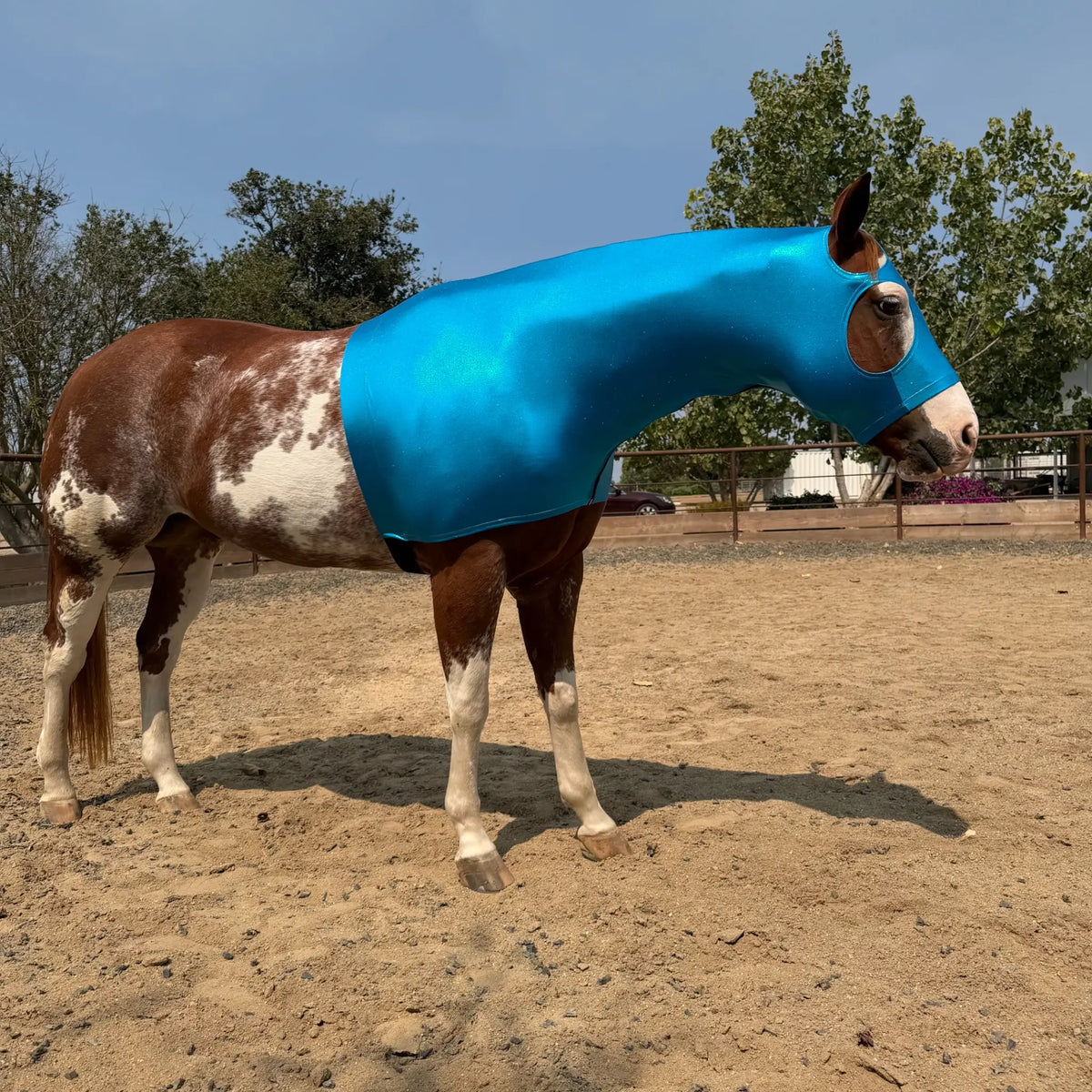 A horse standing in a sandy outdoor arena wearing a teal blue fitted horse hood sleazy.