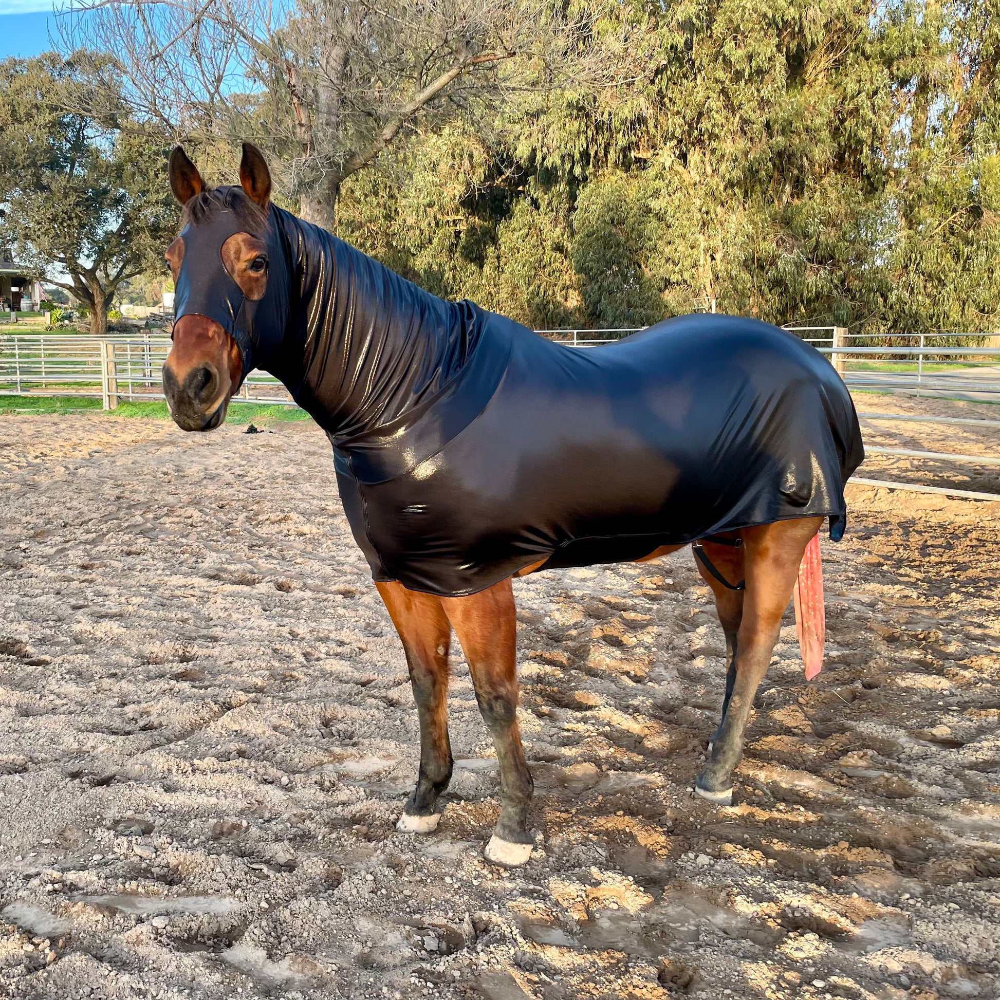 Metallic Black Full Body Sleazy from www.slickhorseware.com