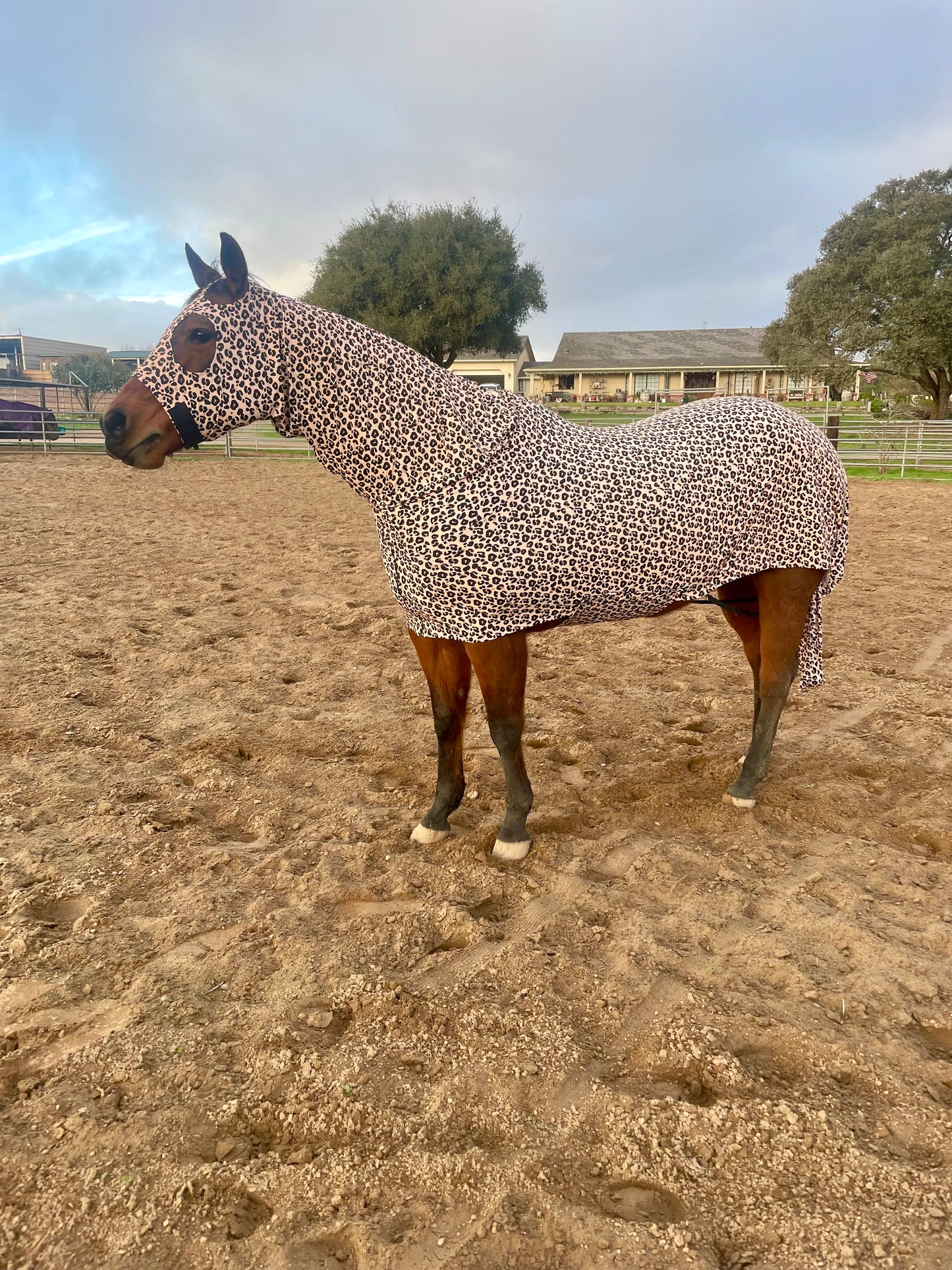 OG Leopard Full Body Sleazy from www.slickhorseware.com