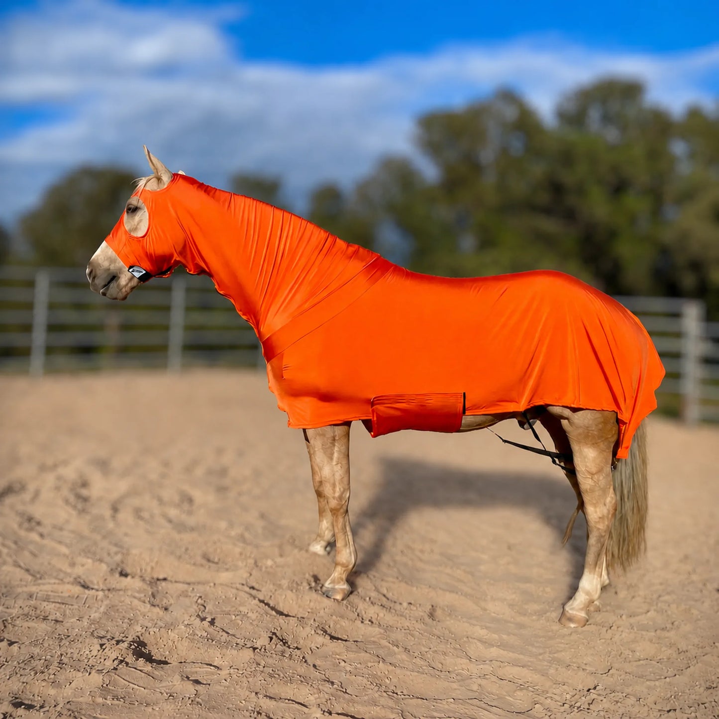 A horse standing in a sandy outdoor arena wearing a bright orange full body sleazy horse covering, with trees and a fence blurred in the background.