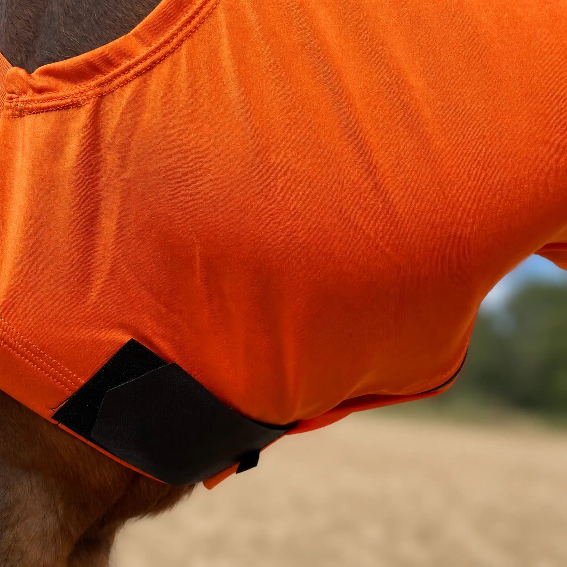 Close-up of an orange sleazy hood with a black hook-and-loop closure strap, shown on a horse in an outdoor field.