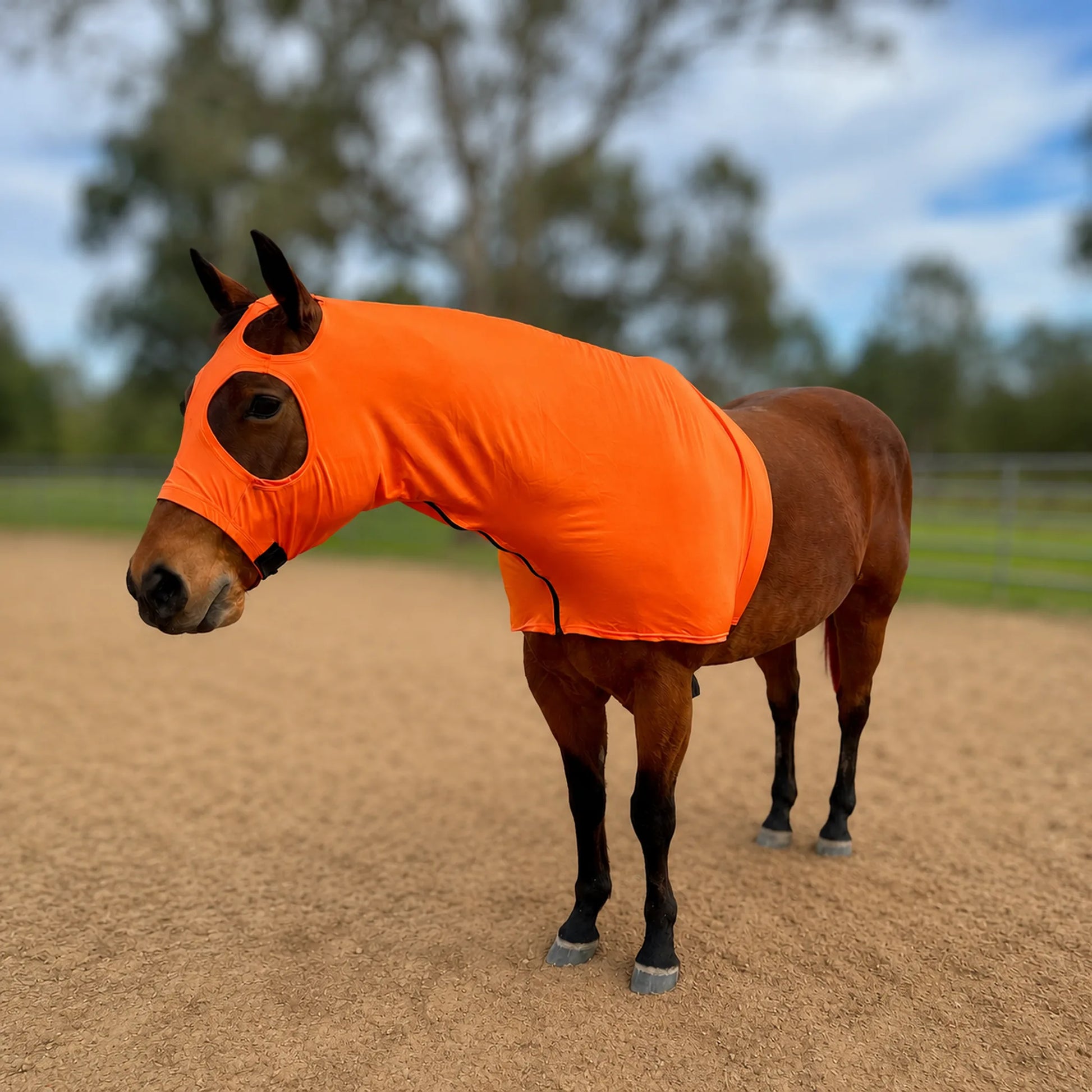 A brown horse standing in a sandy outdoor arena wearing a bright orange hood with eye and ear openings.