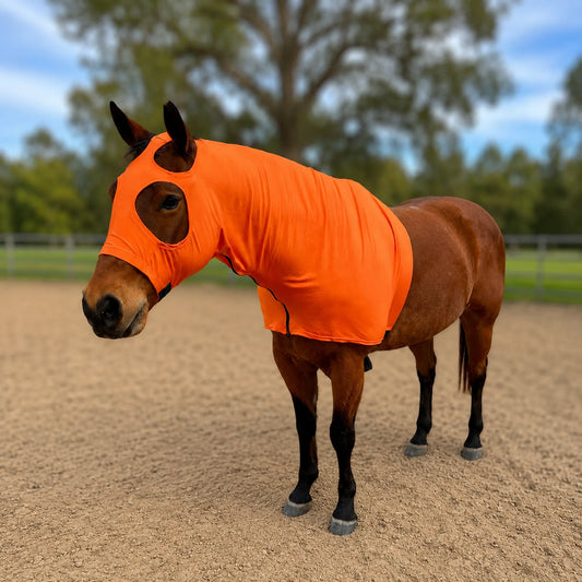 A brown horse standing in a sandy outdoor arena wearing a bright orange sleazy hood.