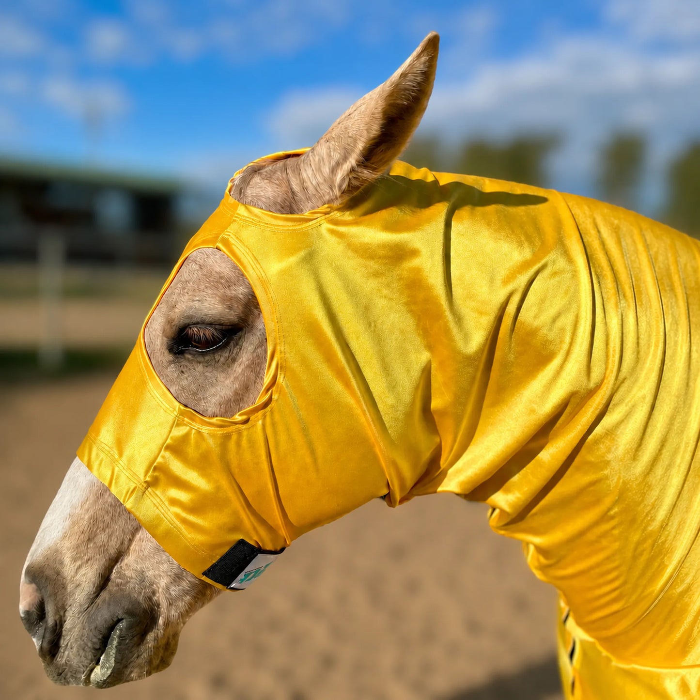 A close-up of a horse wearing a shiny yellow full body sleazy in an outdoor stable with a blue sky and sandy ground in the background.