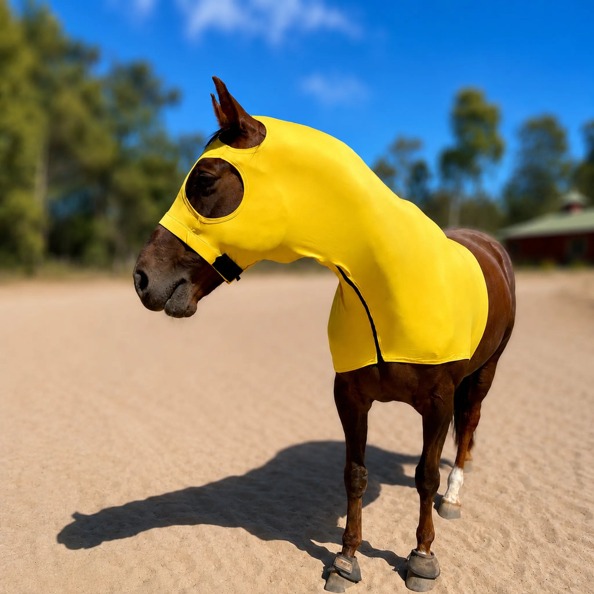 A brown horse standing in a sandy outdoor arena wearing a bright yellow horse sleazy hood with ear and eye cutouts, with trees and blue sky in the background.