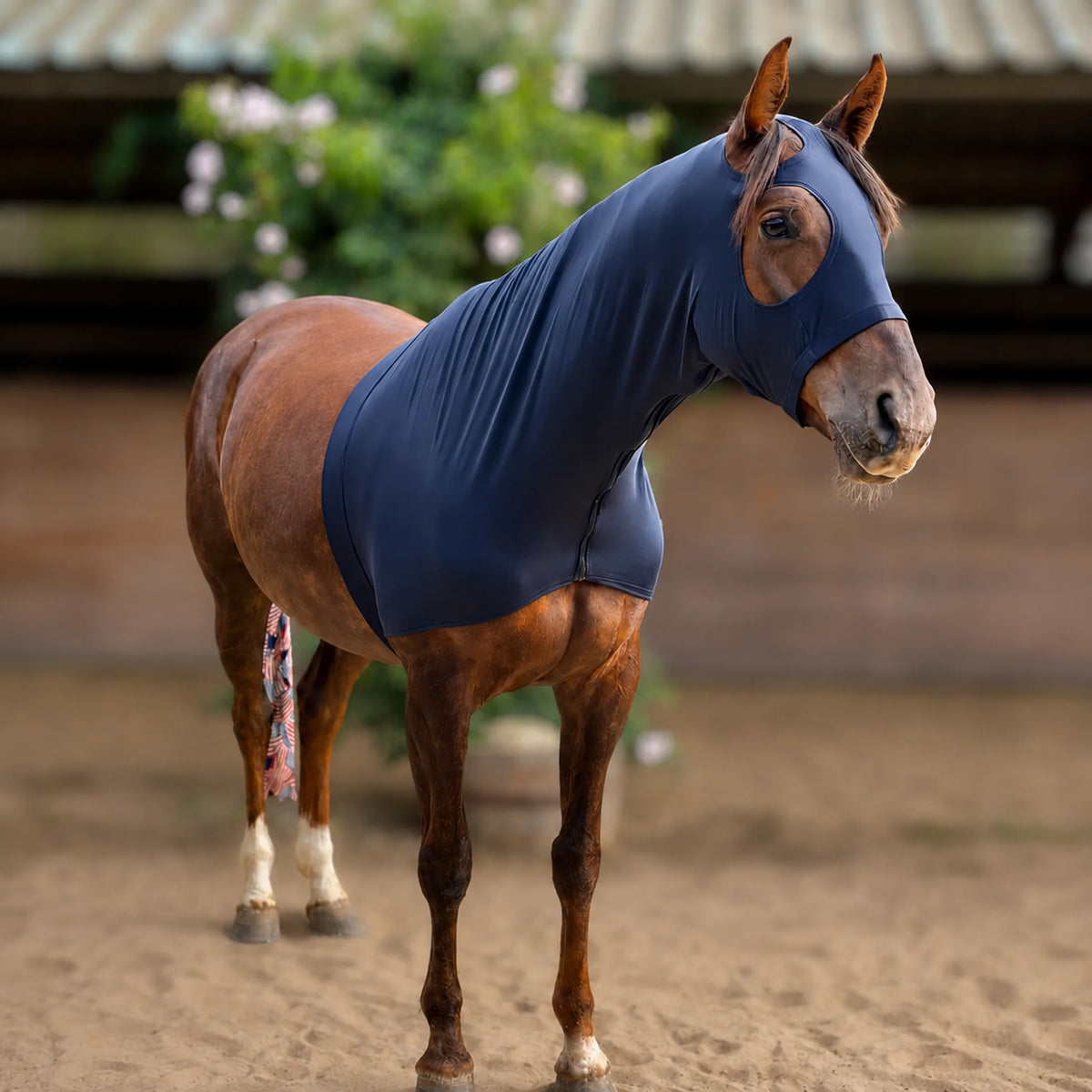A brown horse standing in a sandy arena wearing a superflex black sleazy hood heavy weight lycra, with blurred greenery and a stable in the background.