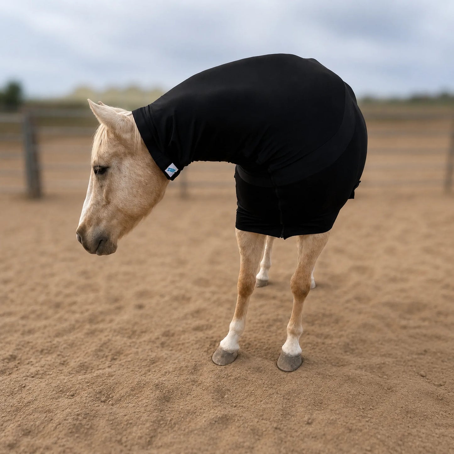 black superflex compression faceless full body sleazy horse chest view in arena