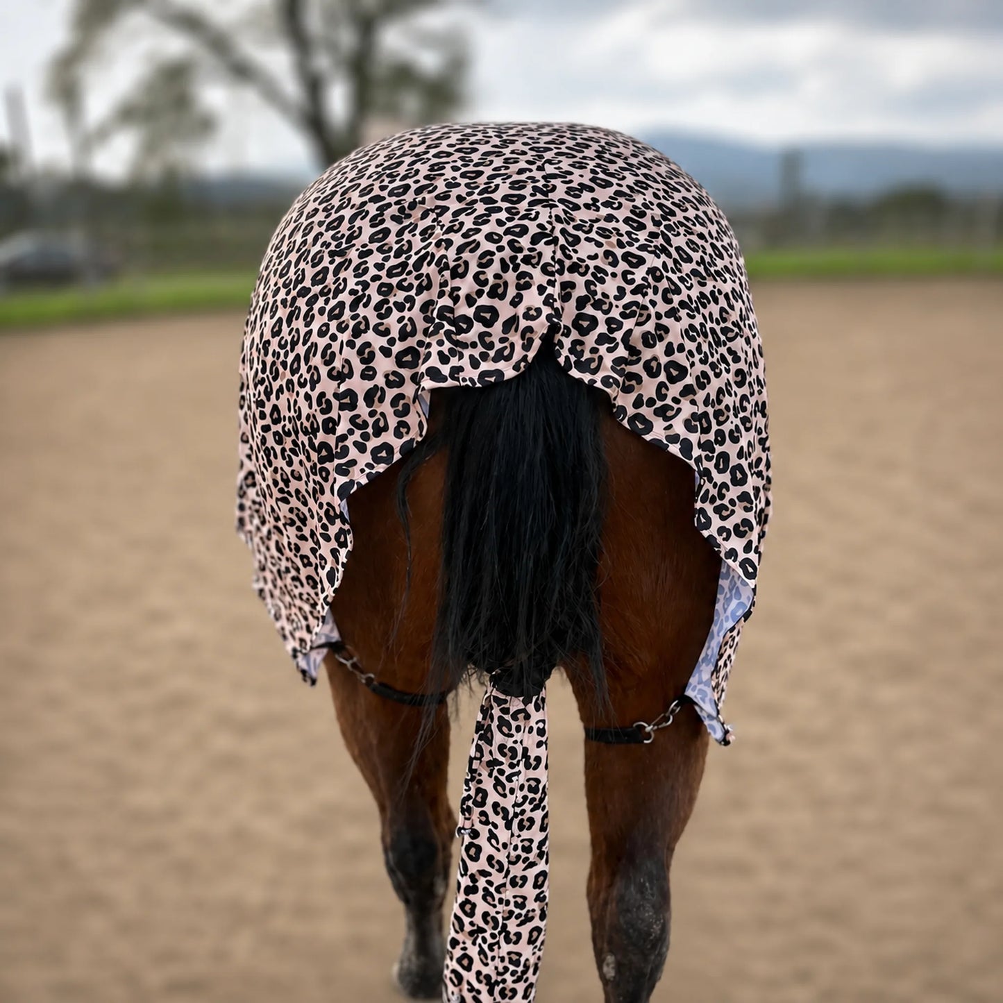 A horse standing in an outdoor paddock wearing a leopard-print horse sleazy, viewed from behind.