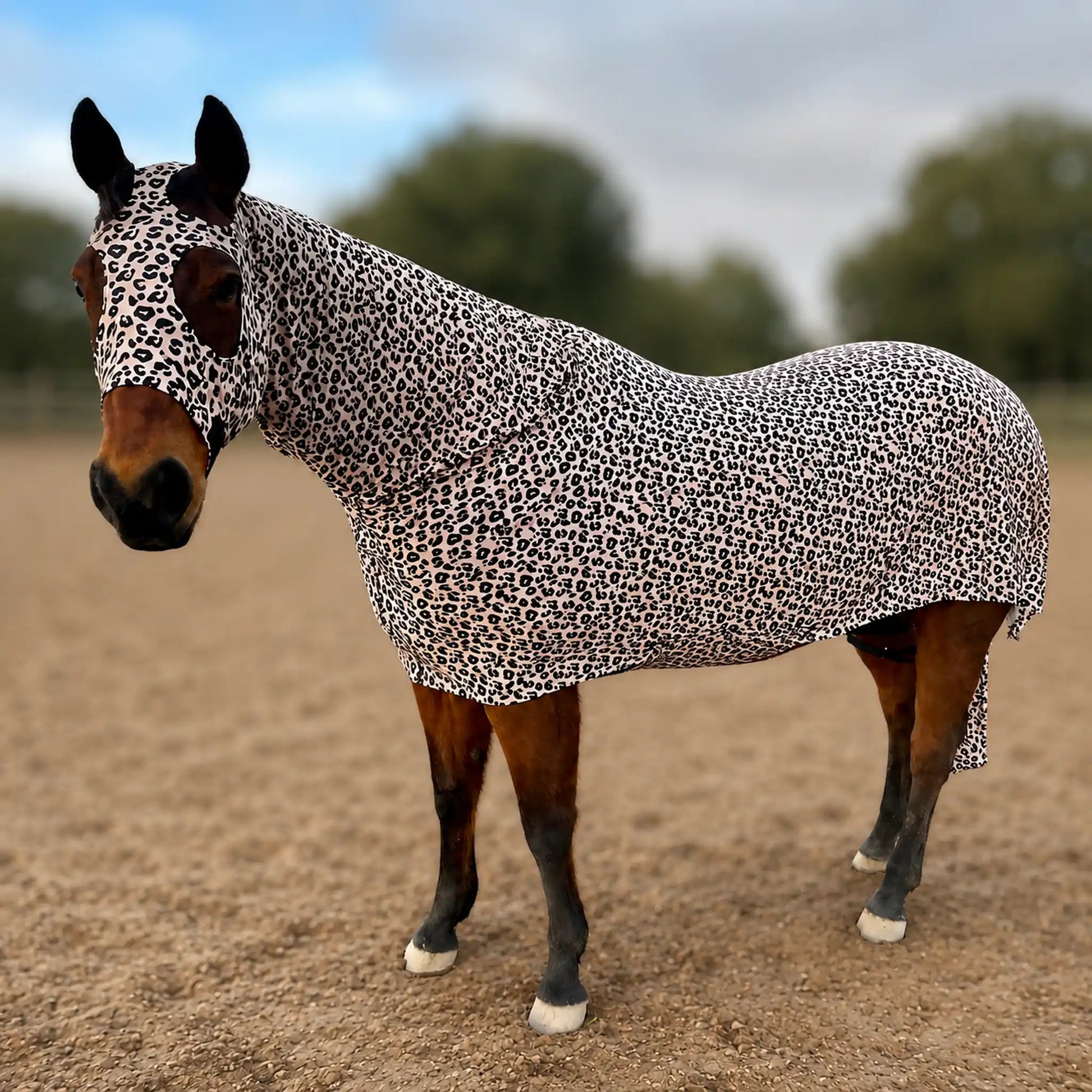A horse wearing a fitted Leopard full body sleazy, standing in a sandy outdoor paddock.