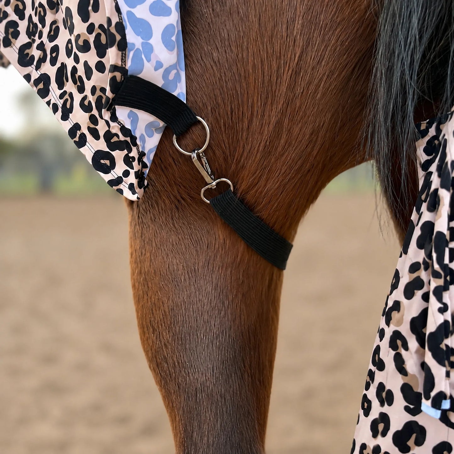 Close-up of a horse leg wearing a black leg strap with silver metal rings and harware, with patterned leopard horse sleazy visible in a sandy outdoor setting.