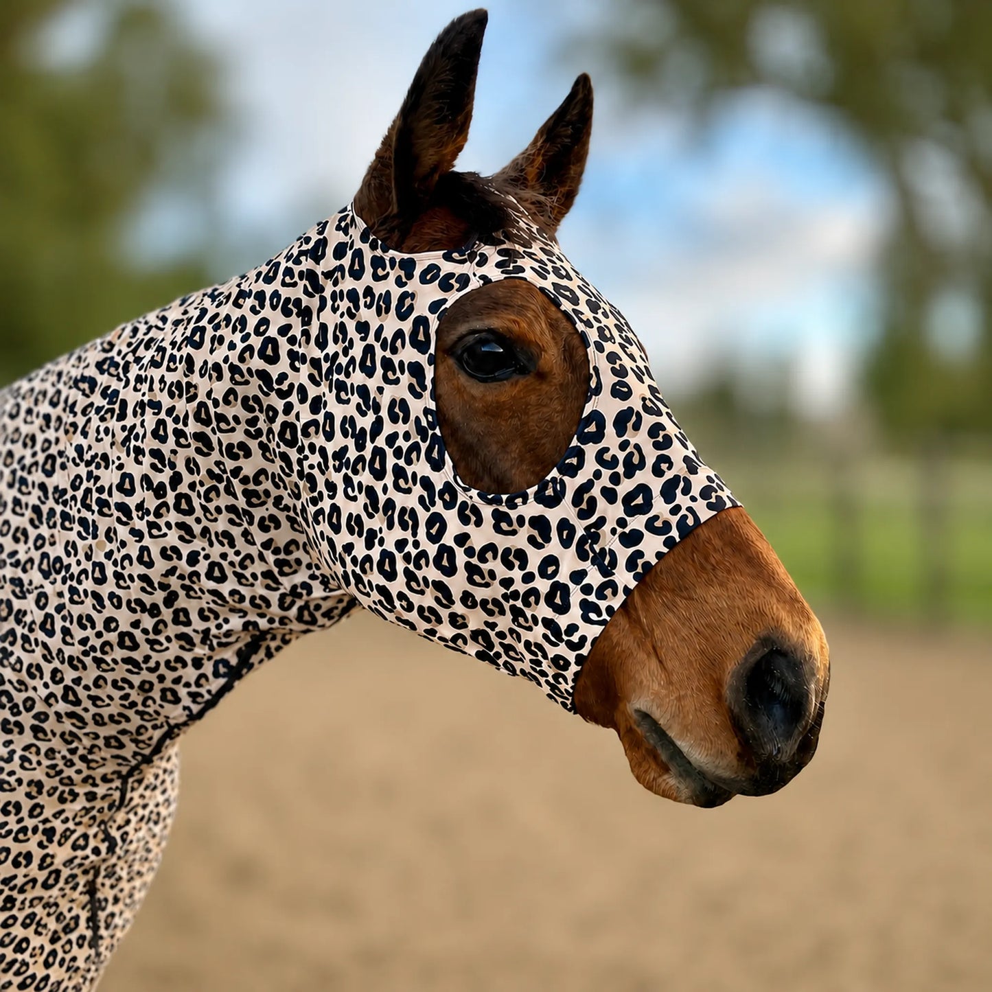 A close-up of a horse wearing a fitted leopard print pattern sleazy, photographed outdoors in a blurred arena and tree background.