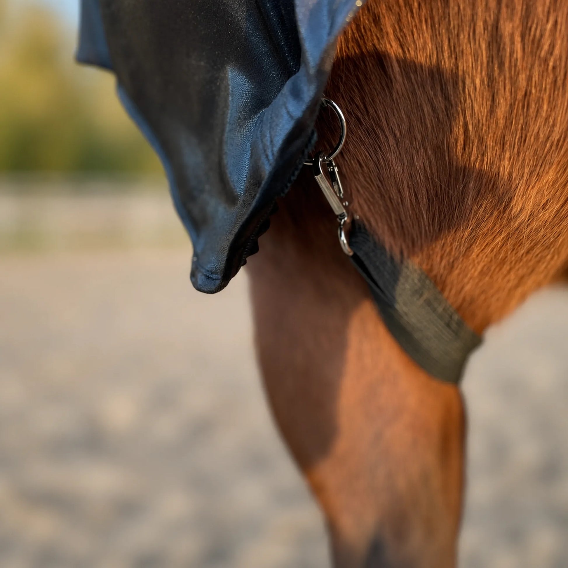 Close-up of a brown horse wearing a metallic black full body sleazy with a metal clip and black straps, outdoors on a sandy ground.