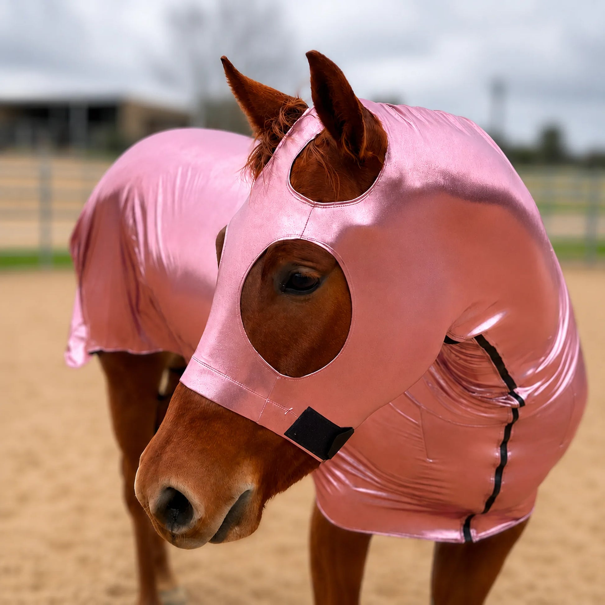 A brown horse wearing a shiny metallic pink full body sleazy in an outdoor arena.