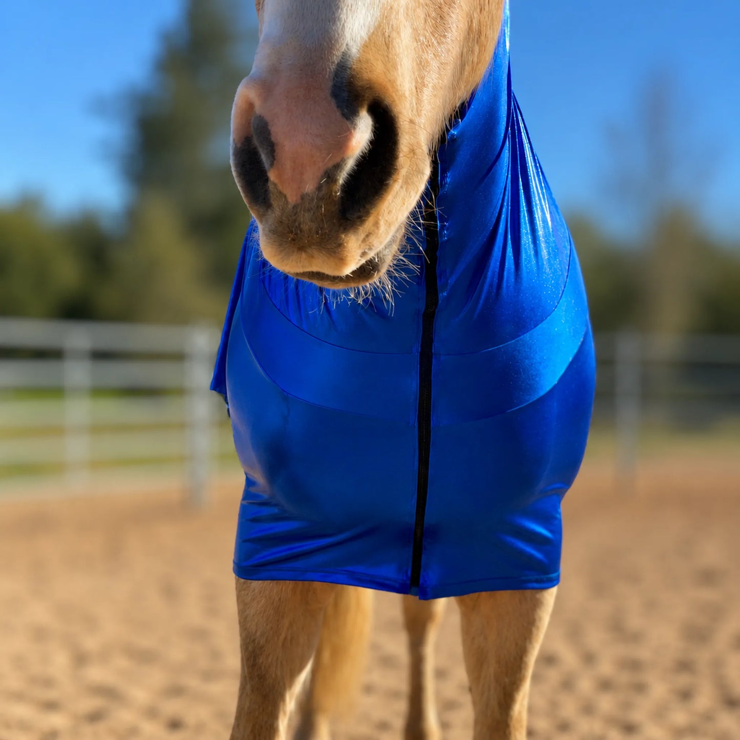 metallic royal blue faceless full body sleazy horse front view